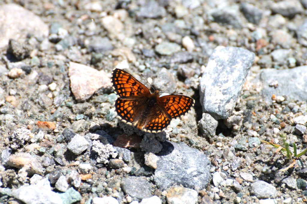 Melitaea aurelia? No, M. nevadensis